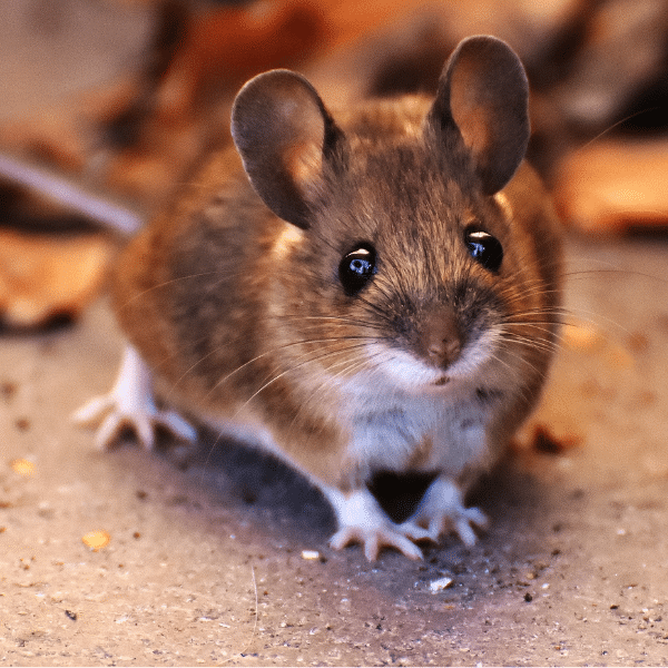 Five Signs You Need Crawl Space - rodent infestation