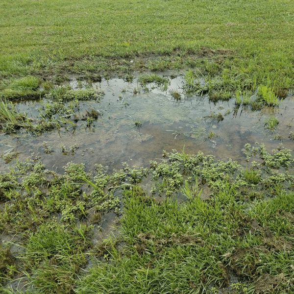 Spring Showers and Your Home: How to Divert Rainwater Away from Your Foundation