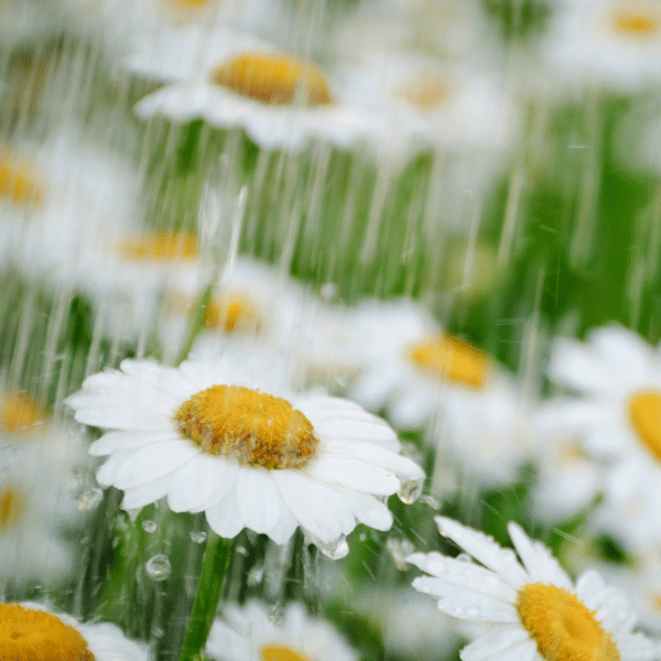 Spring Showers and Your Home: How to Divert Rainwater Away from Your Foundation