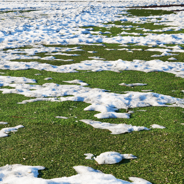 Spring Thaw